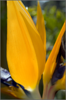 Birds of Paradise