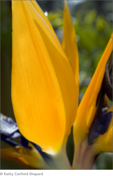 Birds of Paradise