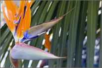 Birds of Paradise