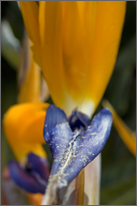 Birds of Paradise