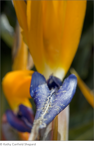 Birds of Paradise