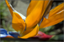 Birds of Paradise