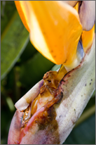 Birds of Paradise