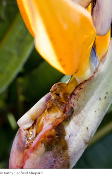 Birds of Paradise
