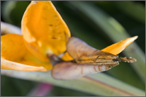 Birds of Paradise