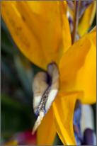 Birds of Paradise