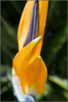 Birds of Paradise