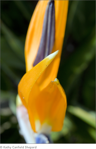 Birds of Paradise