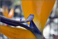 Birds of Paradise