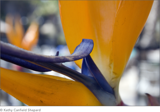 Birds of Paradise