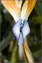 Birds of Paradise