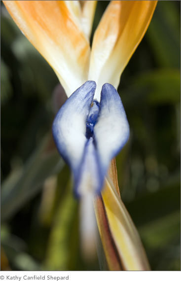 Birds of Paradise
