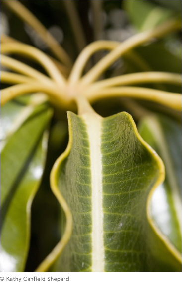 Botanicals