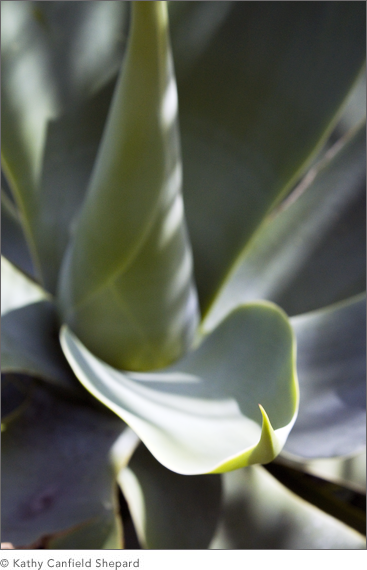 Botanicals