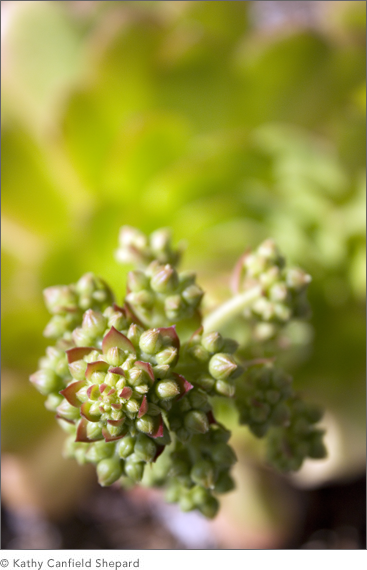 Botanicals