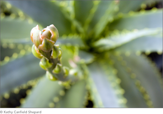 Botanicals