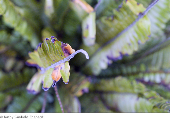 Botanicals