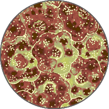 Textile & Surface Pattern Design